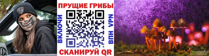 хочу наркоту  Новосокольники  Псилоцибиновые грибы Psilocybine cubensis 